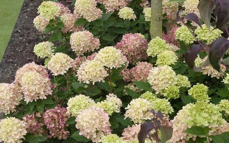 Little Lime Hydrangea - 3 Pack Of Quart Pots - Image 6
