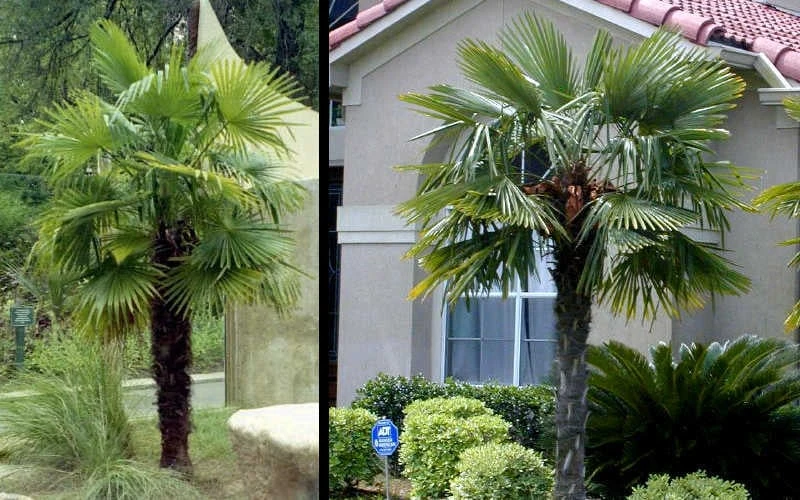 Windmill Cold Hardy Palm Tree - 1 Gallon Pot - Image 5