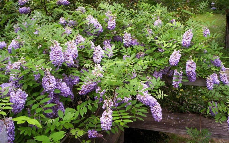 Amethyst Falls Wisteria Vine - 3 Gallon Pot - Image 7