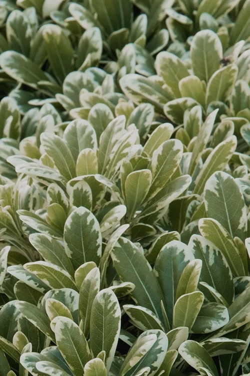 Mojo Dwarf Variegated Pittosporum - 2 Gallon Pot