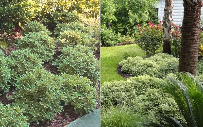 Mojo Dwarf Variegated Pittosporum - 2 Gallon Pot - Image 5