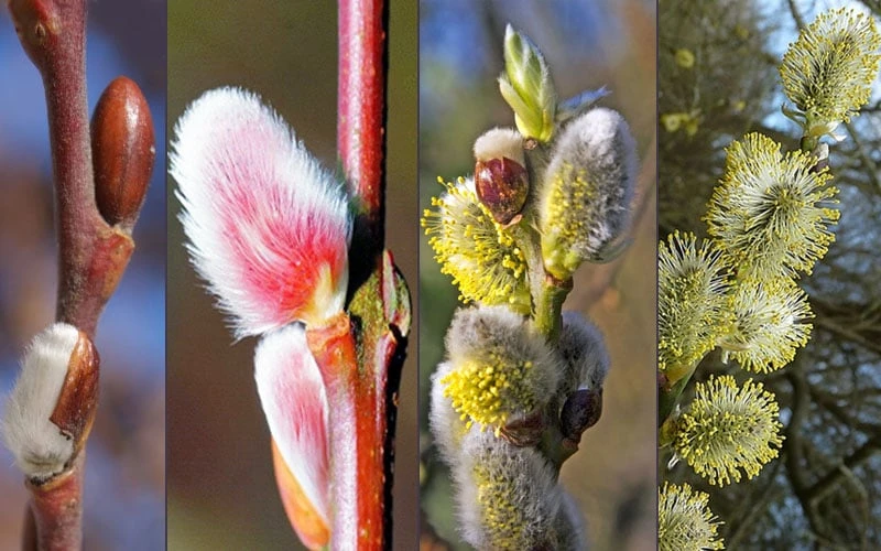 French Pink Pussy Willow - 3 Gallon Pot - Image 4