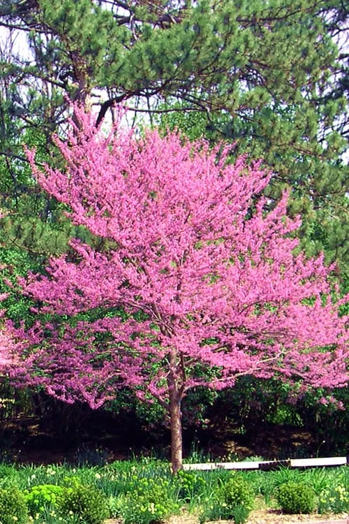 Carolina Sweetheart Eastern Redbud Tree - 3 Gallon Pot - Image 6