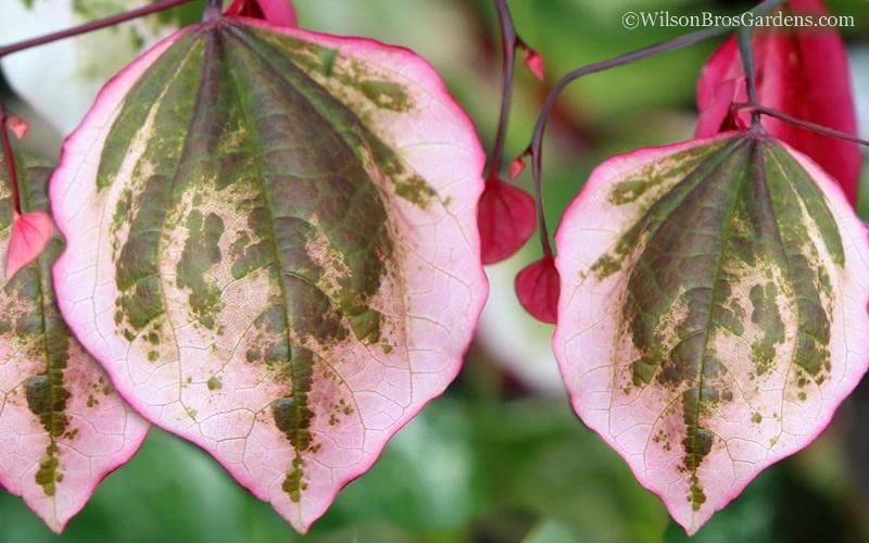 Carolina Sweetheart Eastern Redbud Tree - 5 Gallon Pot - Image 4