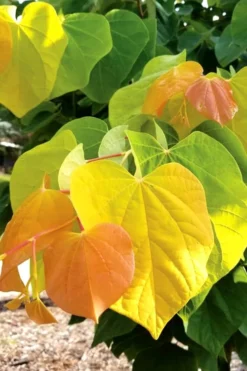 The Rising Sun Redbud Tree - 5 Gallon Pot