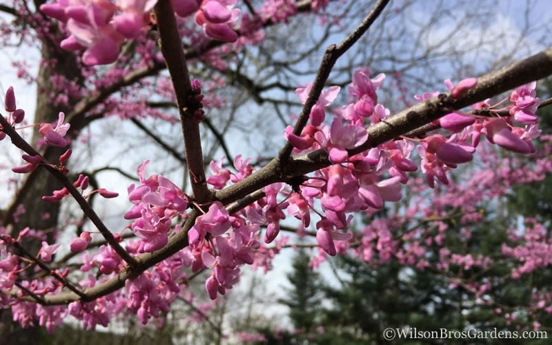 The Rising Sun Redbud Tree - 5 Gallon Pot - Image 5