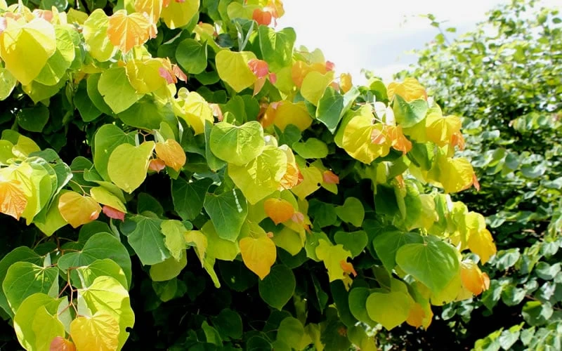 The Rising Sun Redbud Tree - 5 Gallon Pot - Image 6