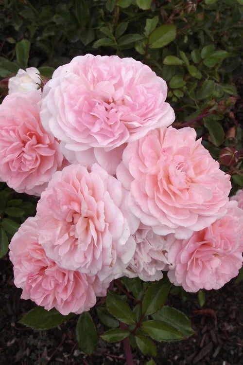 Sweet Drift Groundcover Rose - 2 Gallon Pot - Image 6