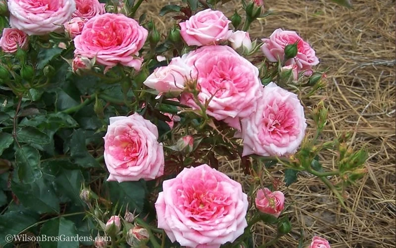 Sweet Drift Groundcover Rose - 2 Gallon Pot - Image 3