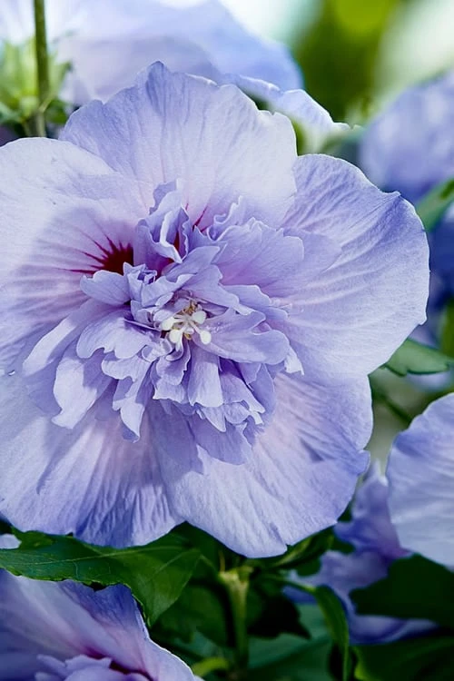 Blue Chiffon Rose Of Sharon - 3 Gallon Pot - Image 5