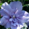 Blue Chiffon Rose Of Sharon - 2 Gallon Pot