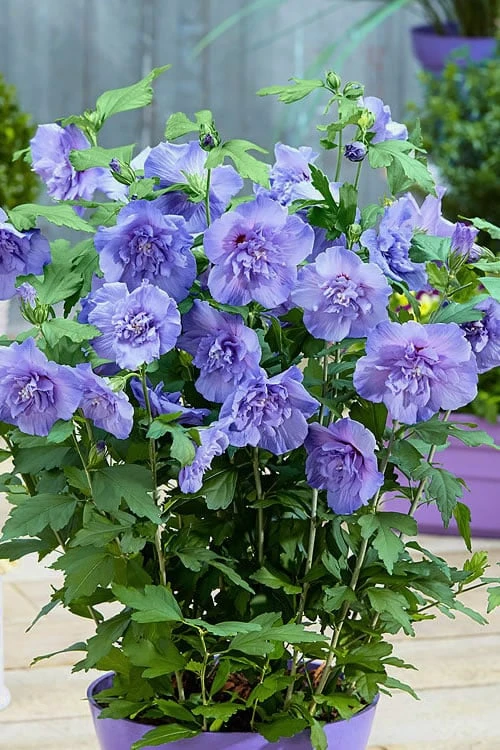 Blue Chiffon Rose Of Sharon - 2 Gallon Pot - Image 6