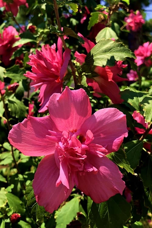 Lucy Rose Of Sharon (Single Trunk Tree) - 7 Gallon Pot (4-5') - Image 6