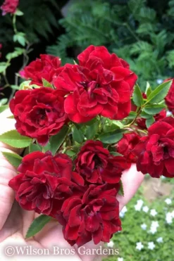 Red Cascade Miniature Climbing Rose - 6 Pack Of 1 Gallon Pots