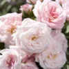 Sweet Drift Groundcover Rose - 2 Gallon Pot