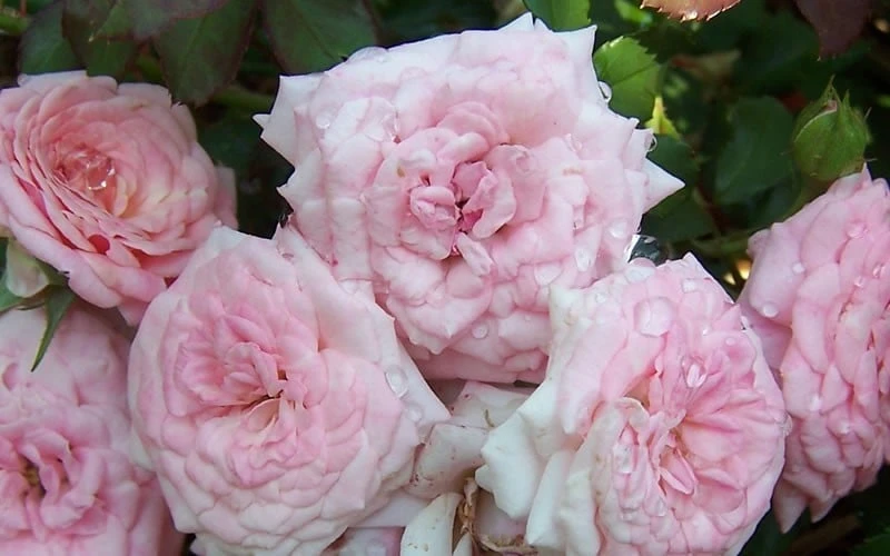 Sweet Drift Groundcover Rose - 2 Gallon Pot - Image 4