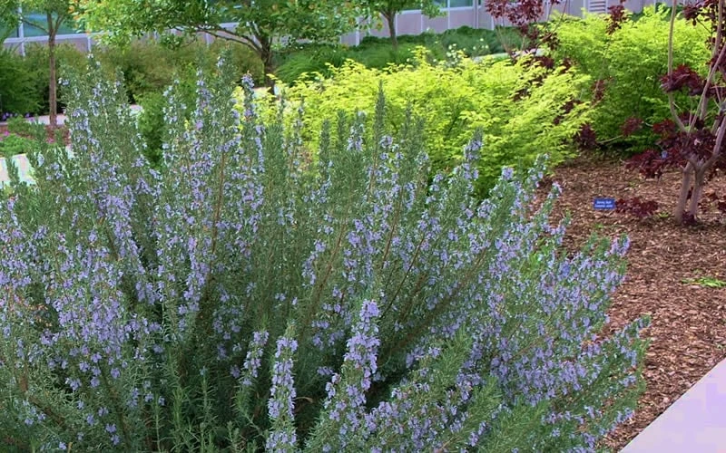 Arp Rosemary - 6 Pack Of Pint Pots - Image 5