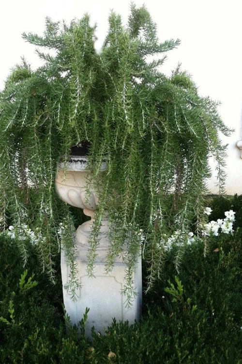 Foxtail Rosemary Plant - 3 Pack Of Quart Pots - Image 4