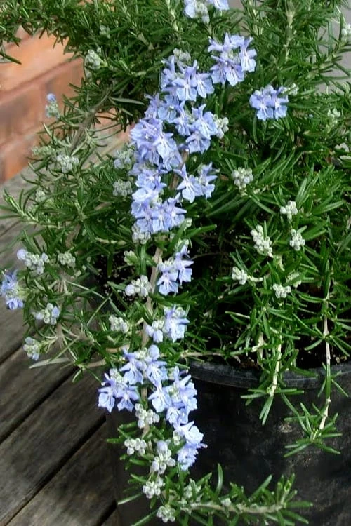 Foxtail Rosemary Plant - 1 Gallon Pot - Image 5