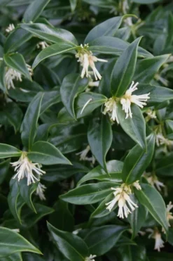 Confused Sweet Box (Sarcococca Confusa) - 1 Gallon Pot