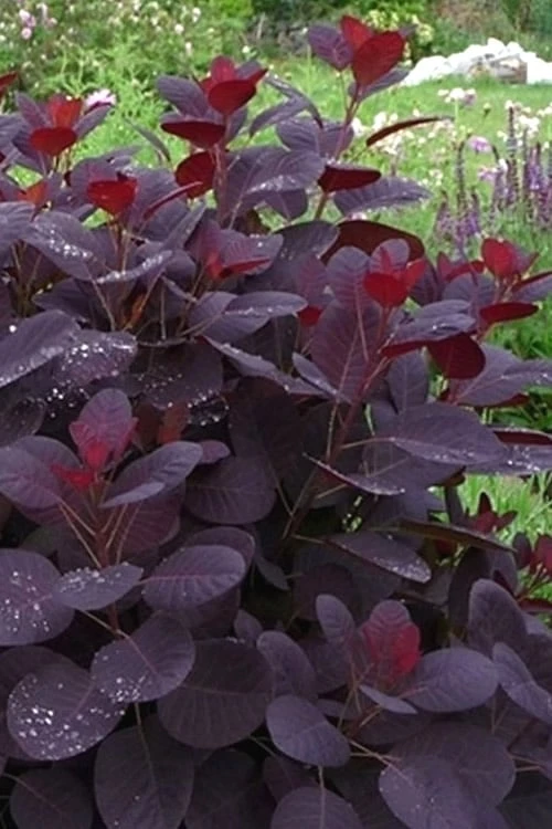 Royal Purple Smoke Tree (TREE FORM) - 5 Gallon Pot - Image 8