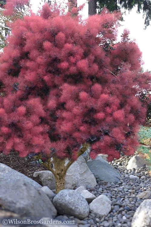 Royal Purple Smoke Tree (Smokebush) - Cotinus Coggygria - 1 Gallon Pot - Image 5
