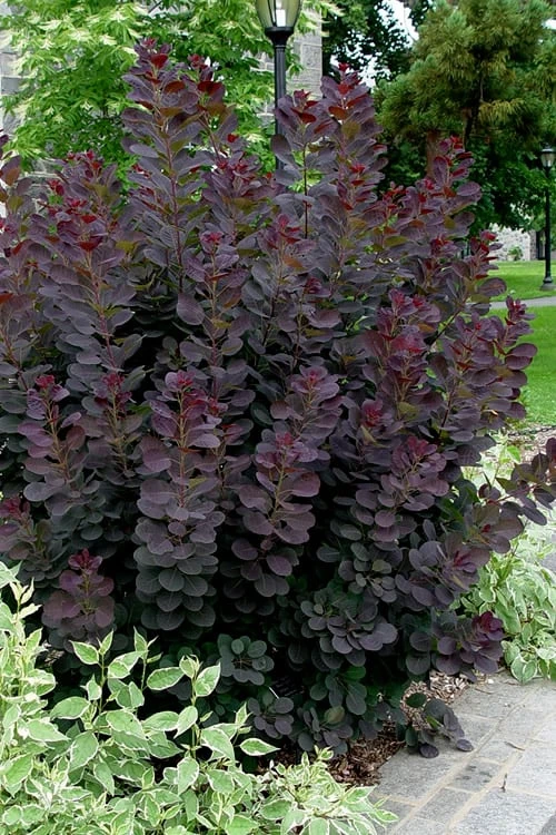 Royal Purple Smoke Tree (Smokebush) - Cotinus Coggygria - 1 Gallon Pot - Image 4
