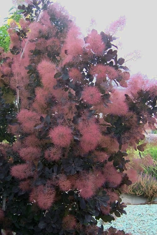 Royal Purple Smoke Tree (Smokebush) - Cotinus Coggygria - 1 Gallon Pot - Image 8