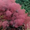 Royal Purple Smoke Tree (Smokebush) - Cotinus Coggygria - 1 Gallon Pot
