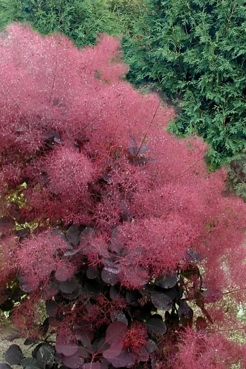 Royal Purple Smoke Tree (Smokebush) - Cotinus Coggygria - 1 Gallon Pot
