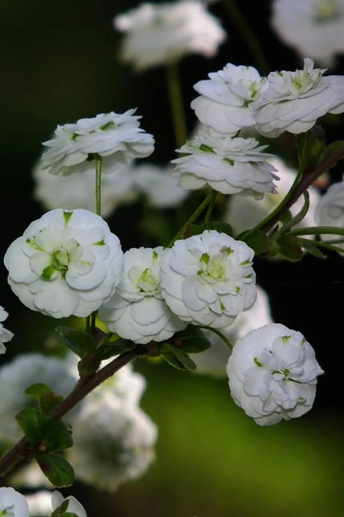 Plena Double Bridal Wreath Spirea (Spirea Prunifolia) - 3 Gallon Pot - Image 7