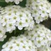 Reeves Bridal Wreath Spirea - 1 Gallon Pot