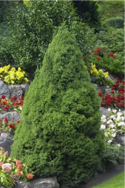 Dwarf Alberta Spruce - 3 Gallon Pot