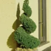 Spiral Dwarf Alberta Spruce Topiary - 3 Gallon Pot