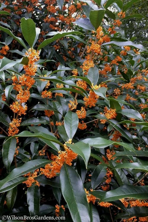 Fragrant Orange Tea Olive - Osmanthus Fragrans Aurantiacus - 1 Gallon Pot - Image 6