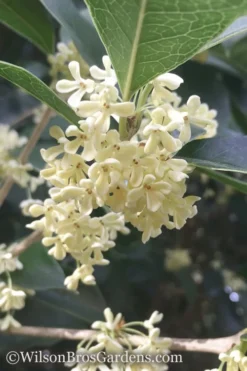 Fragrant White Tea Olive - 6 Pack Of 1 Gallon Pots