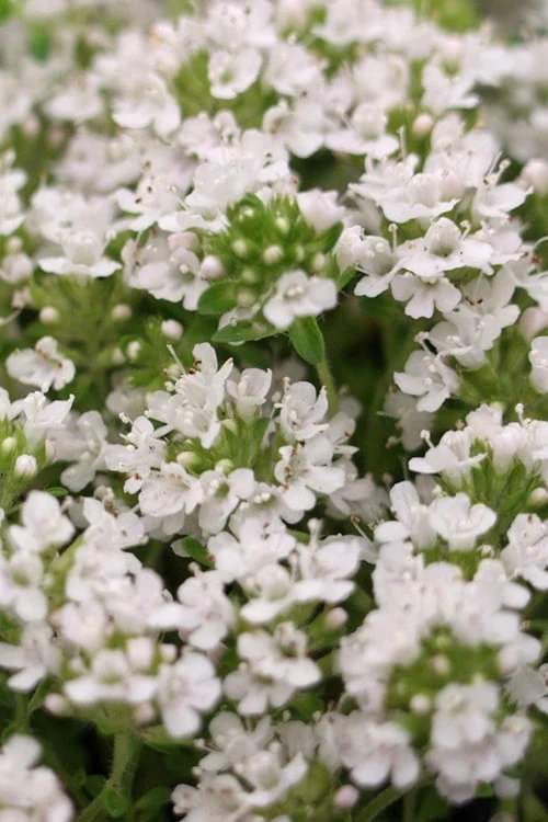 White Creeping Thyme (Thymus Praecox 'Albiflorus') 10 Pack Of Pint Pots - Image 4
