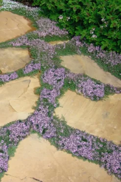 Elfin Creeping Thyme (Thymus Serpyllum 'Elfin') - 5 Pack Of Quart Pots