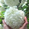 Chinese Snowball Viburnum Bush - 7 Gallon Pot (3-4')