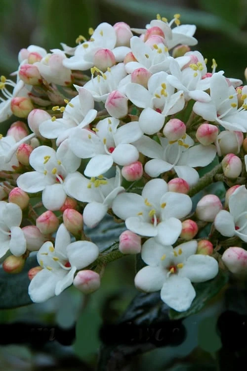 Dwarf Evergreen Snowball Viburnum 'Conoy' - 3 Gallon Pot - Image 4