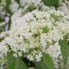 Snow Joey Viburnum - 2 Gallon Pot