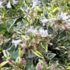 Lemon Lime Dwarf Abelia - 3 Gallon Pot