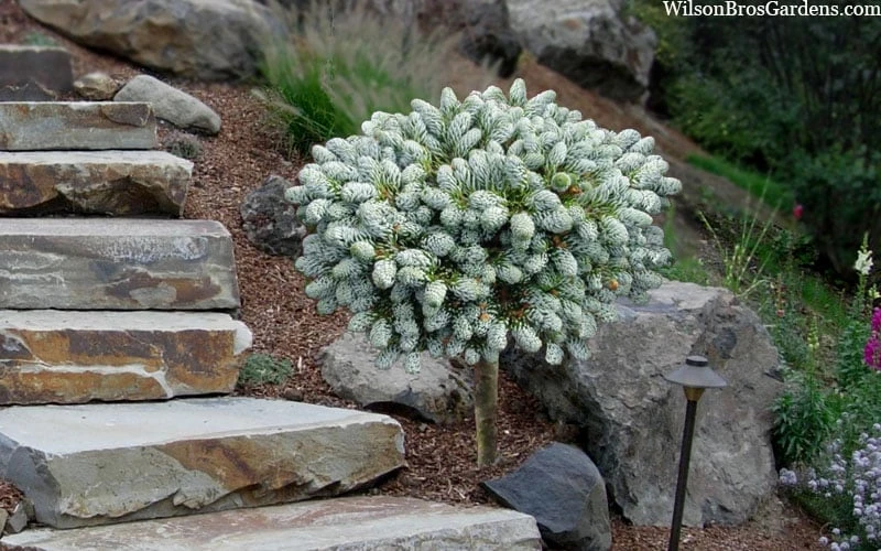 Ice Breaker Korean Fir (Single Trunk Topiary) - 1 Gallon Pot - Image 5