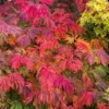 Dancing Peacock Japanese Maple (Acer Japonicum 'Aconitifolium') - 3 Gallon Pot (2-3')