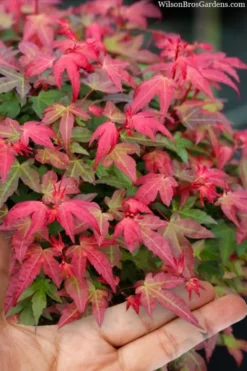 Beni Hime Dwarf Japanese Maple - 3 Gallon Pot