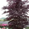 Black Lace Japanese Maple - 6 Gallon Pot