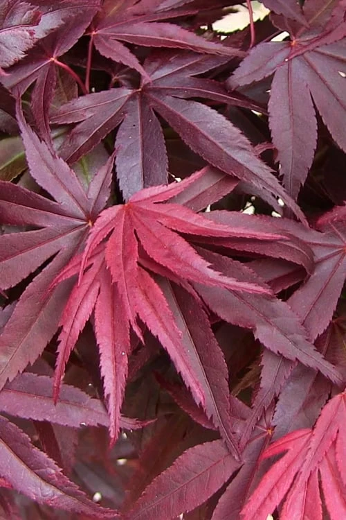 Emperor 1 Japanese Maple - 5 Gallon Pot (6-7') - Image 6