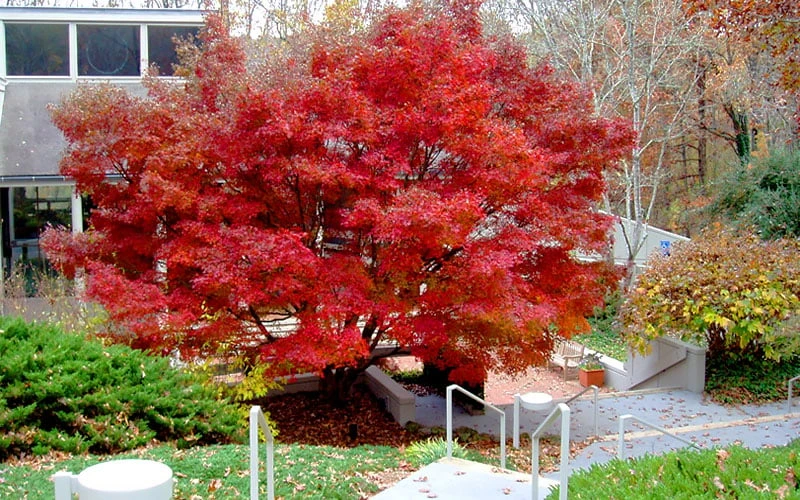 Glowing Embers Japanese Maple - 3 Gallon Pot - Image 9