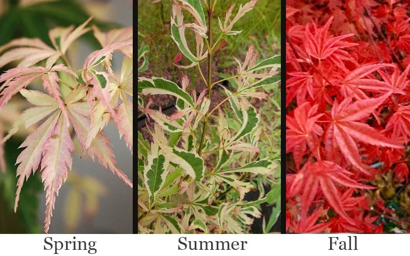 Hana Tsukasa Japanese Maple - 3 Gallon Pot (2-3') - Image 4