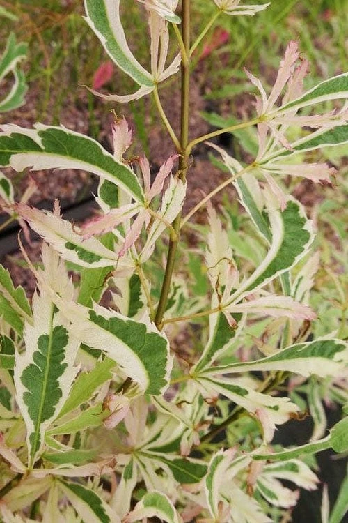 Hana Tsukasa Japanese Maple - 3 Gallon Pot (2-3') - Image 6